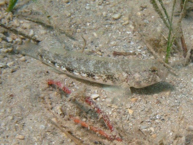 Gobius roulei (De Buen, 1928)